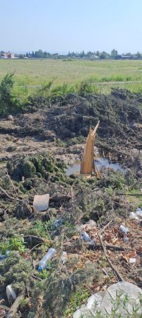 Şəmkir Regional Ekologiya rəis əvəzi Elşən Şirinov yaşıllıqları məhv edir