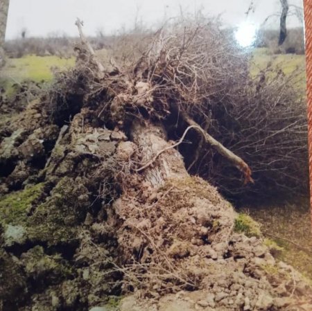 Nazirlik `Asfalt Raqib`lə bacarmır, yoxsa şərikdir?